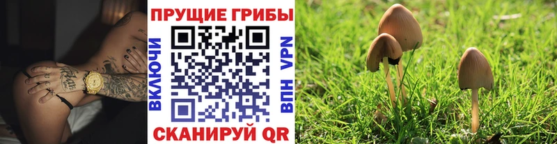 МЕГА ССЫЛКА  Морозовск  Псилоцибиновые грибы Cubensis 
